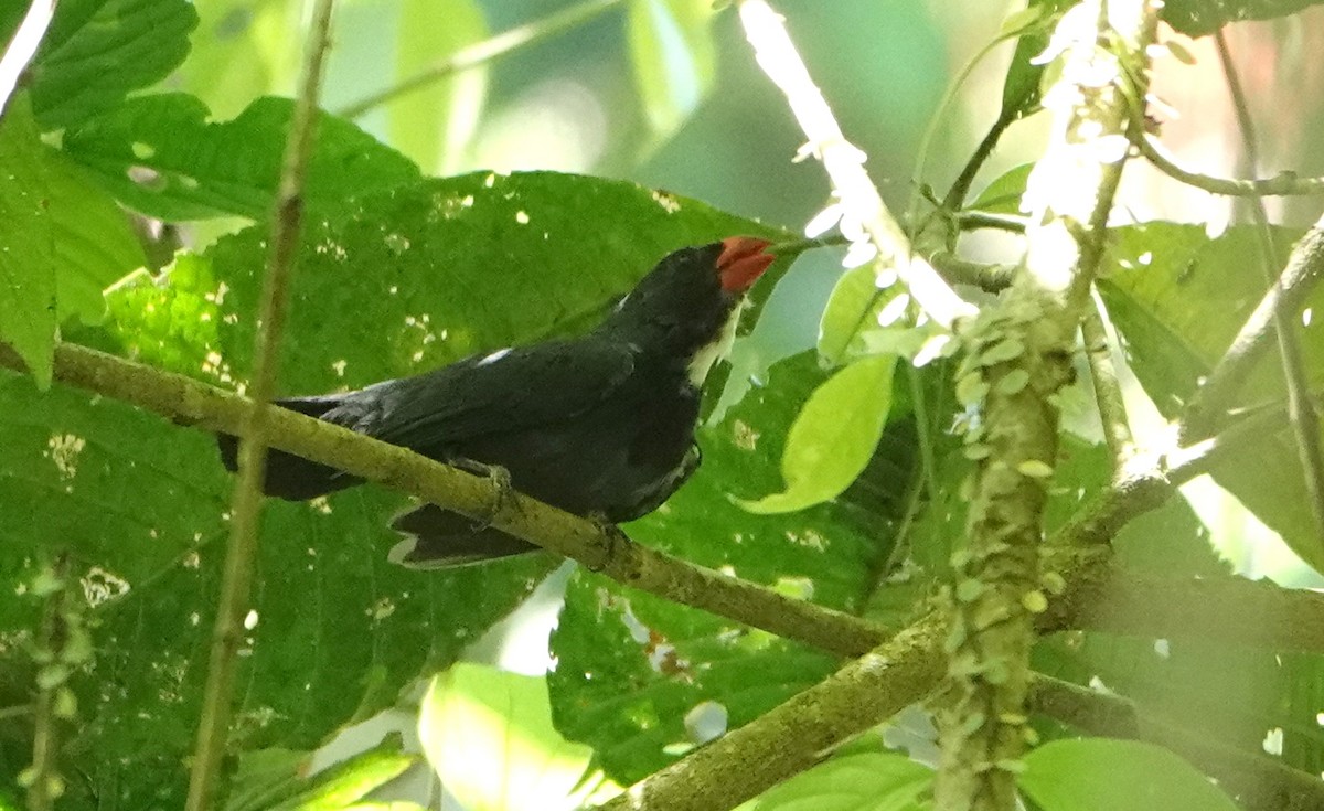 Slate-colored Grosbeak - ML646419756