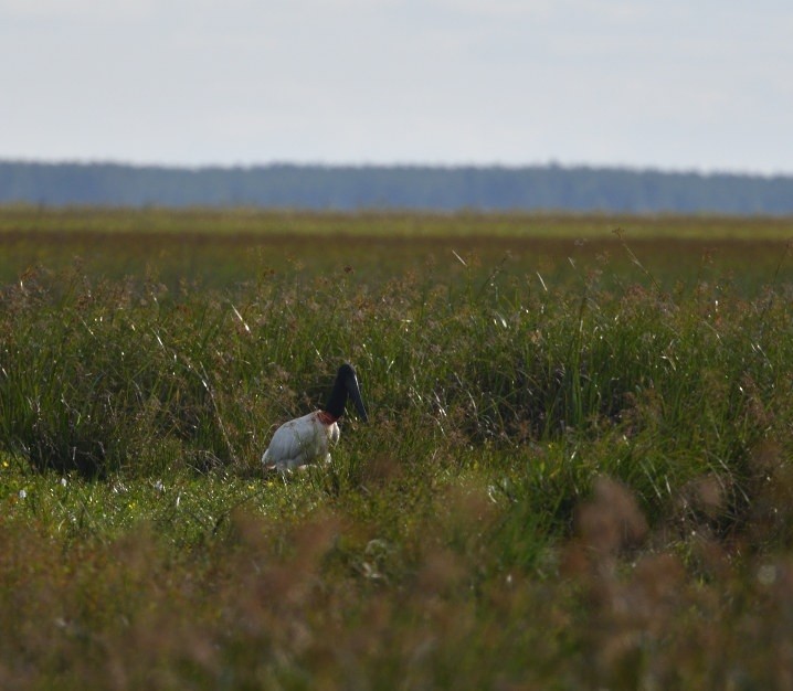 Jabiru - ML646419758