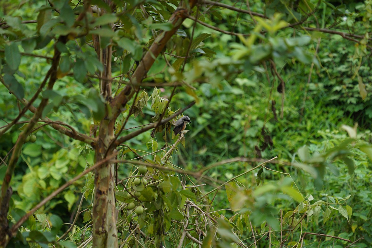 Long-tailed Shrike - ML646419759