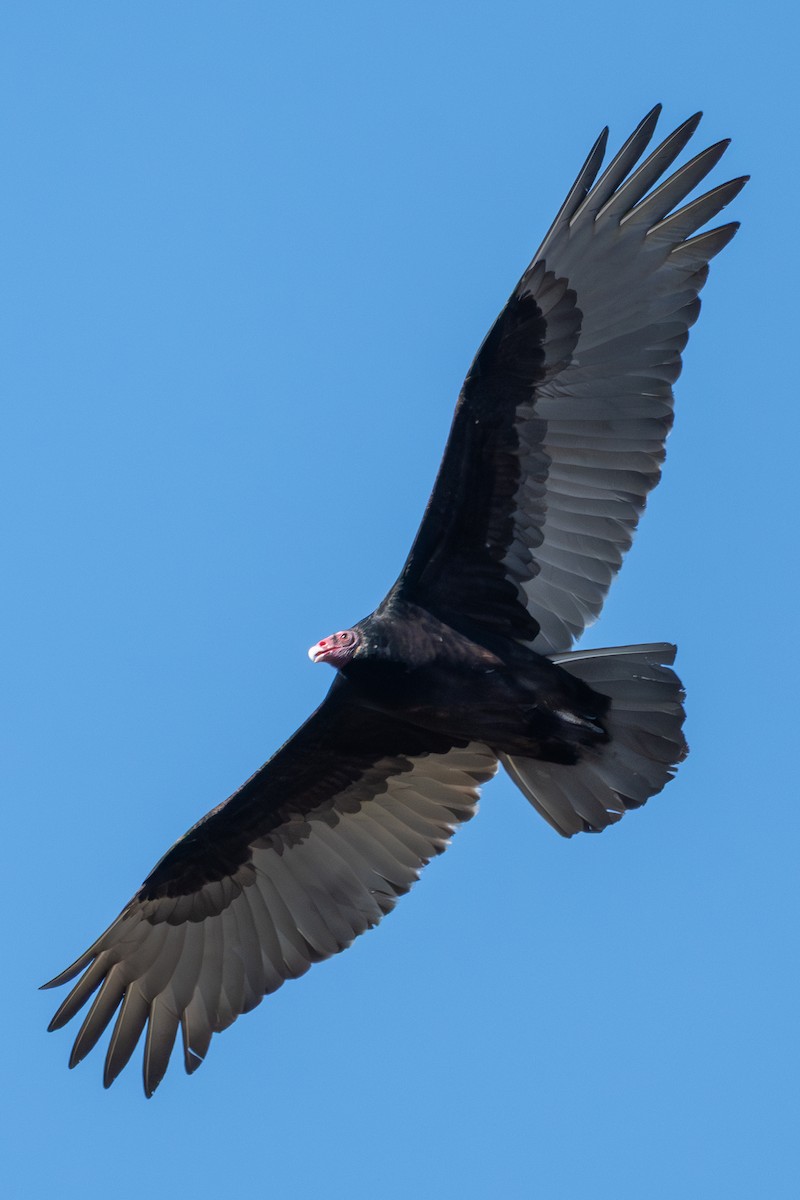 Turkey Vulture - ML646419760
