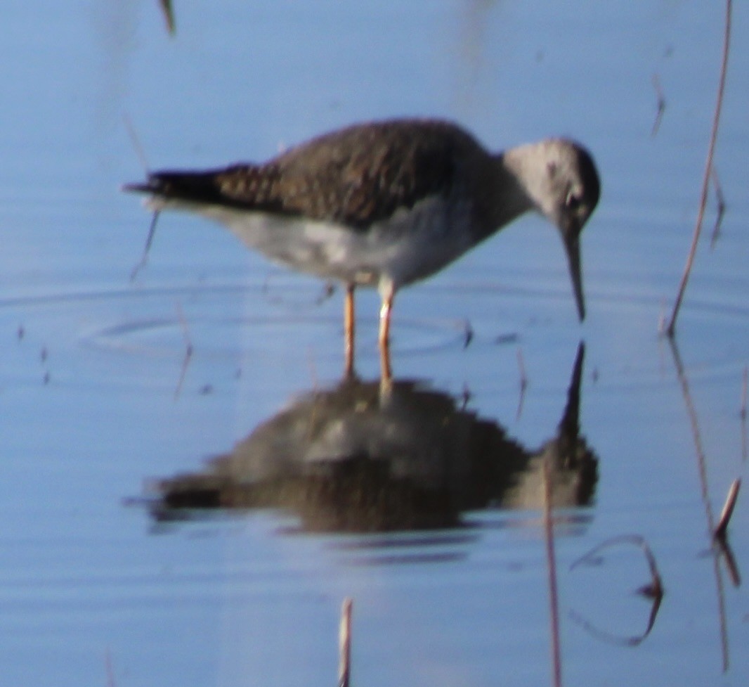 小黃腳鷸 - ML646419762