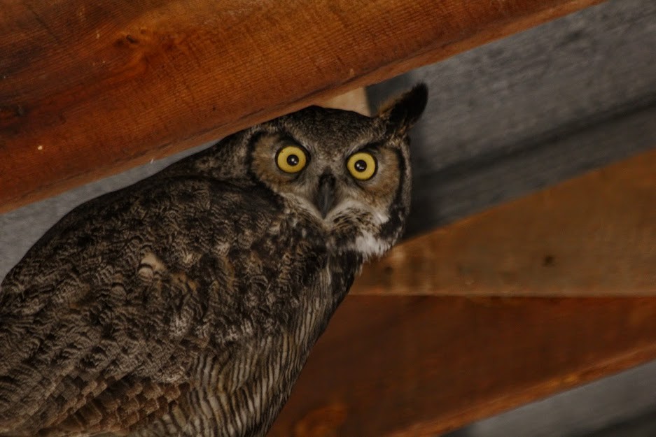 Great Horned Owl - ML646419765