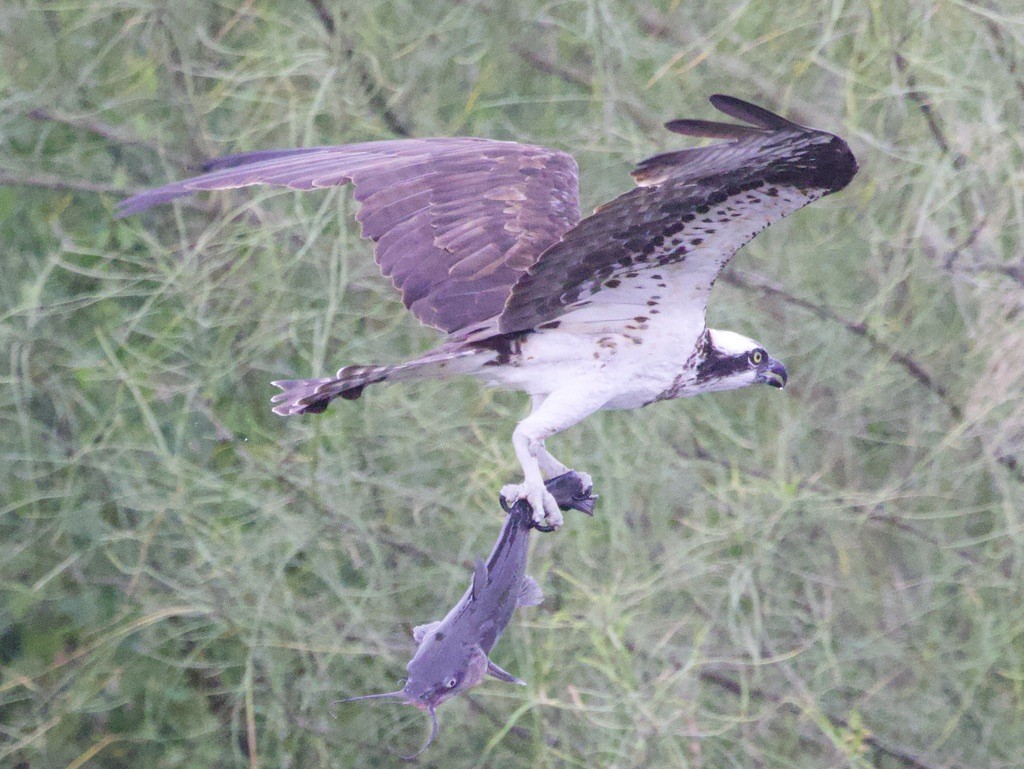 Osprey - ML646419768
