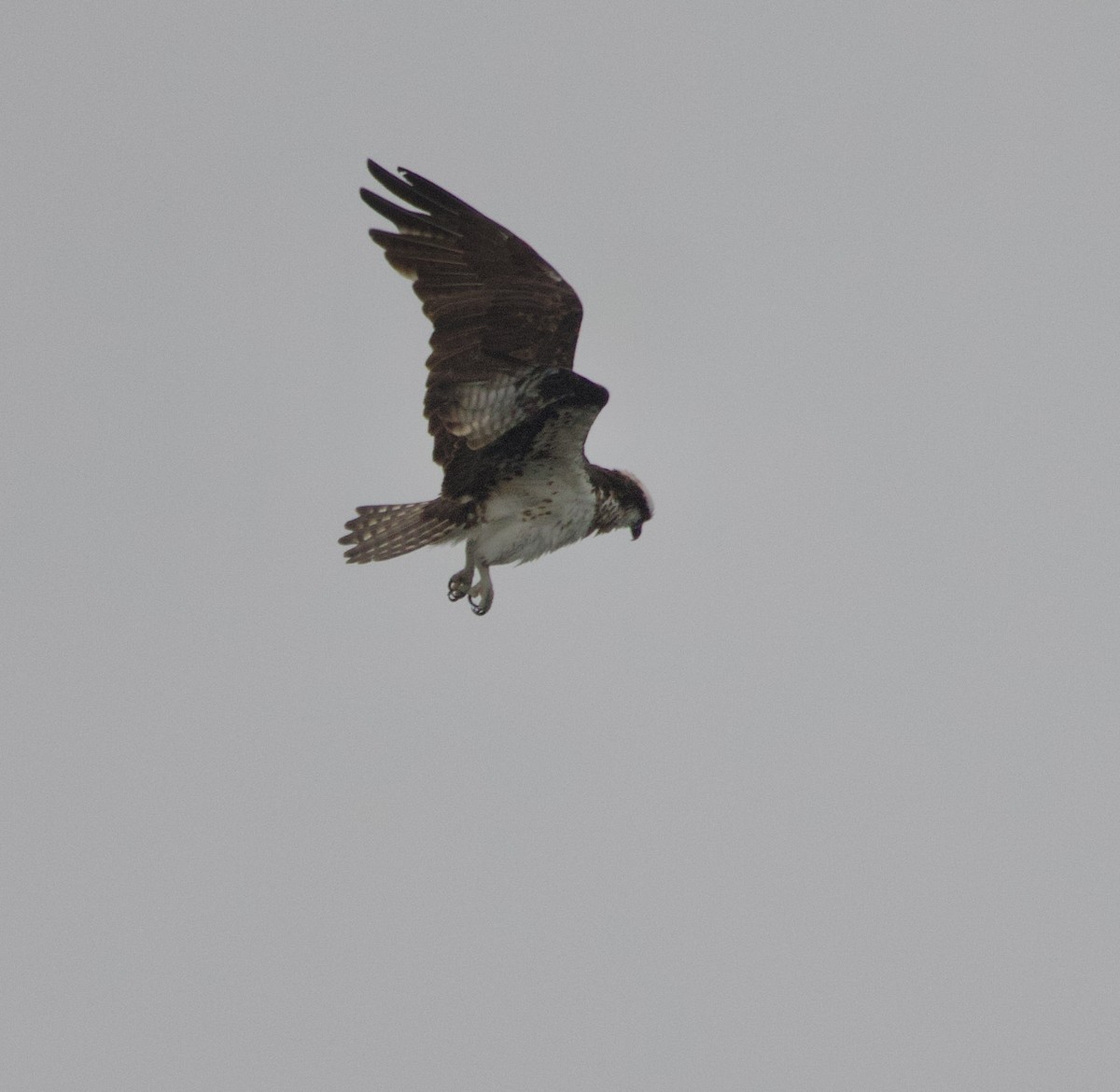 Osprey - ML646419769