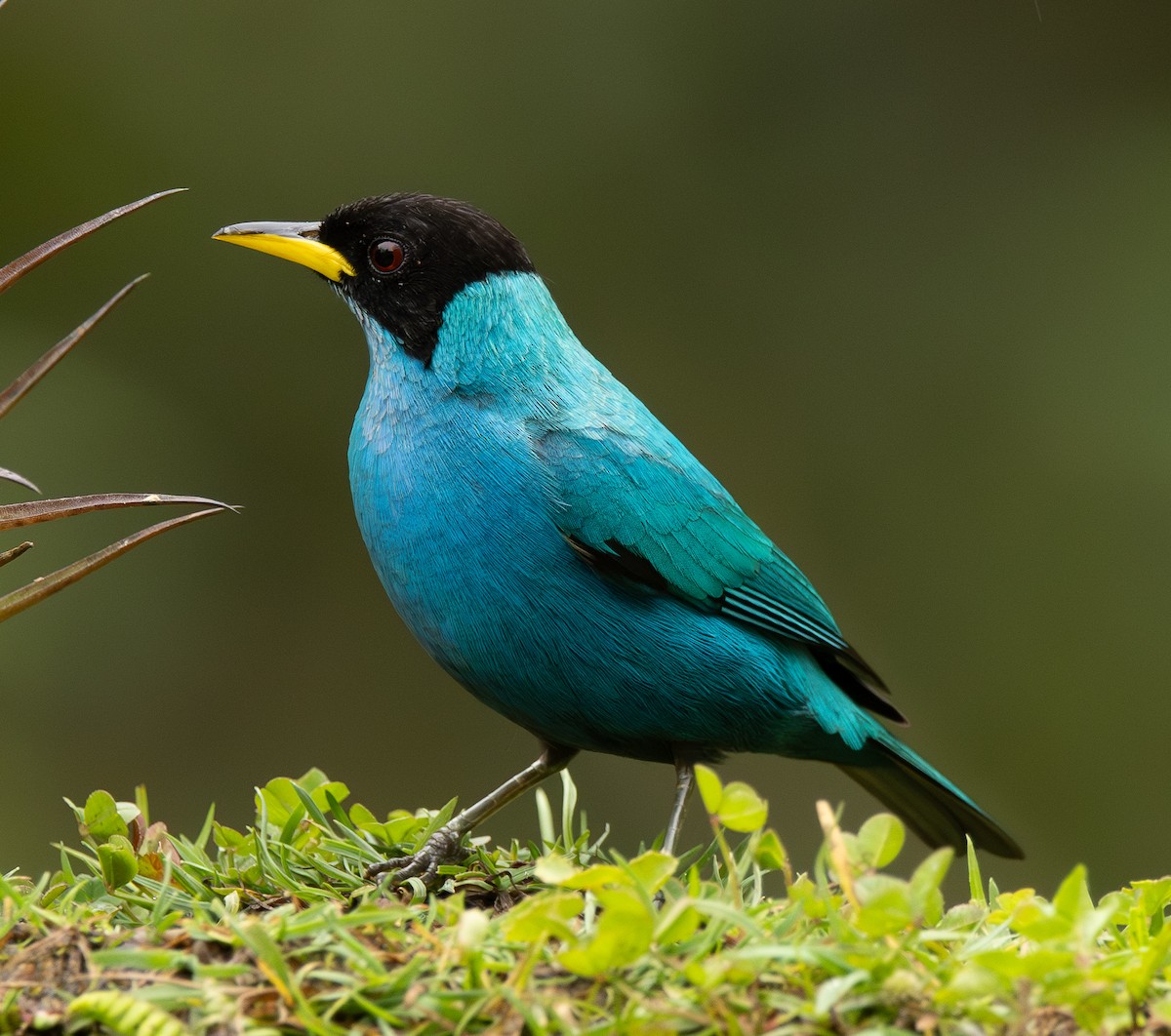 Green Honeycreeper - ML646419770
