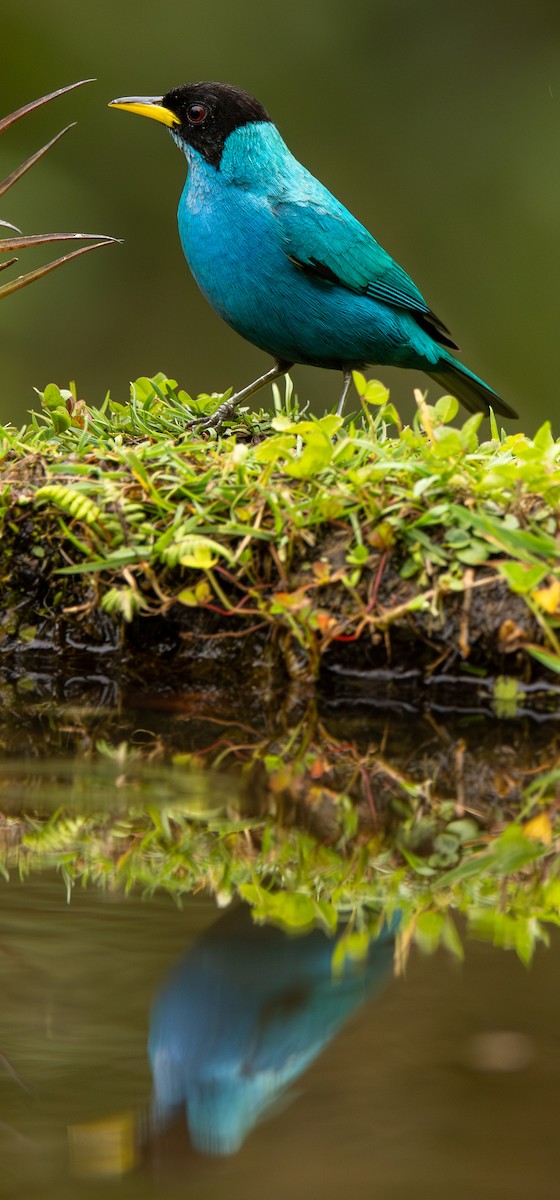 Green Honeycreeper - ML646419771