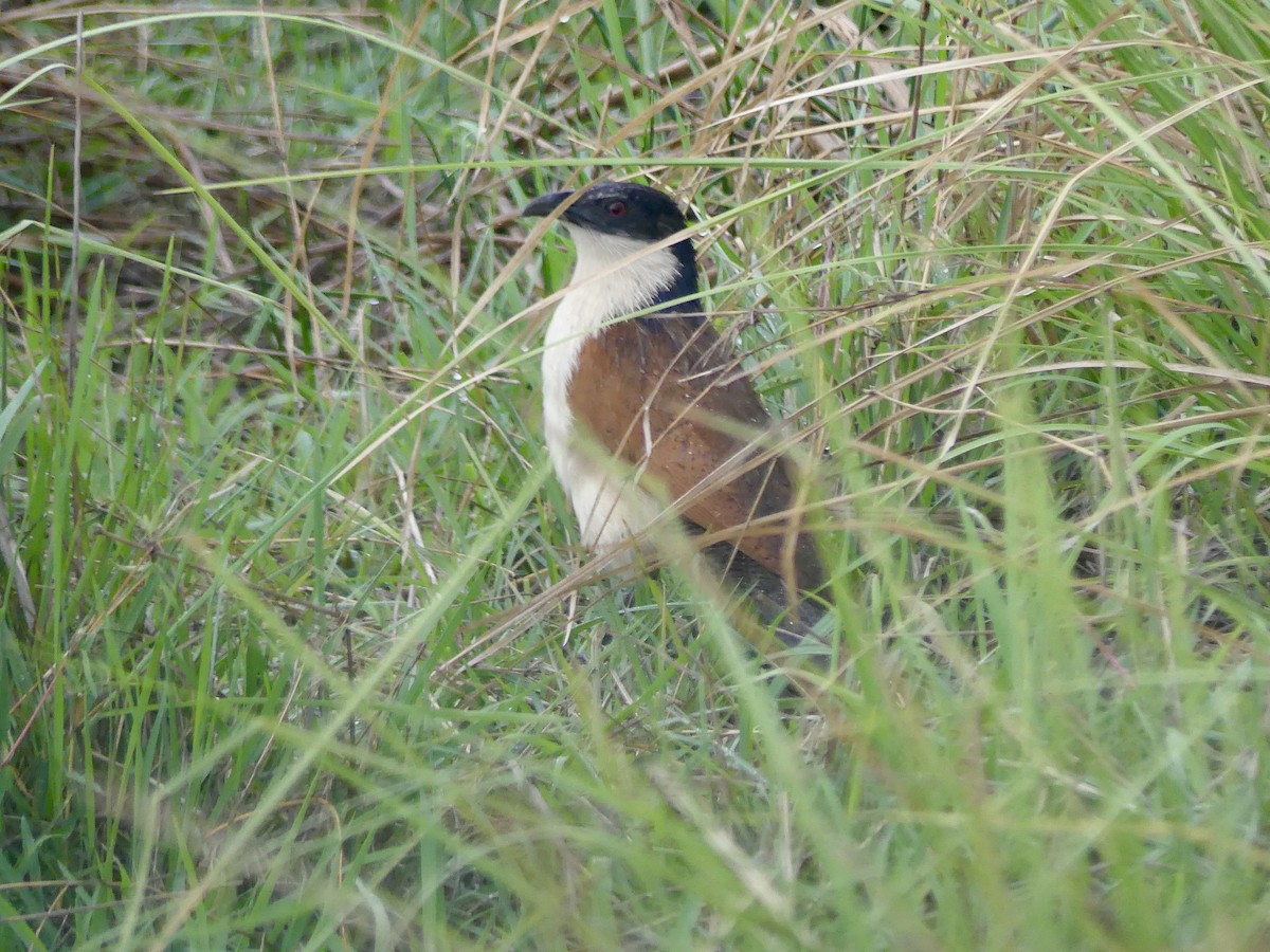 Coppery-tailed Coucal - ML646419773