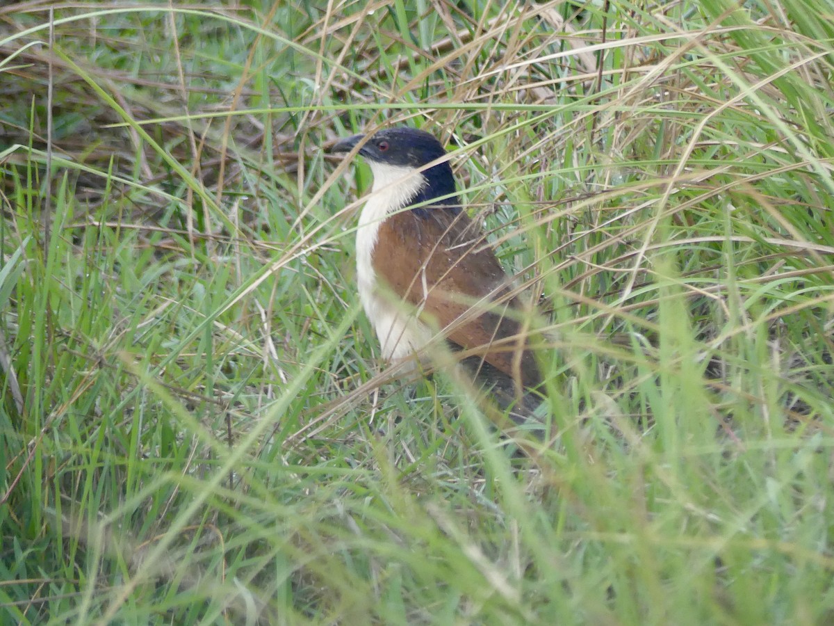 Coppery-tailed Coucal - ML646419774