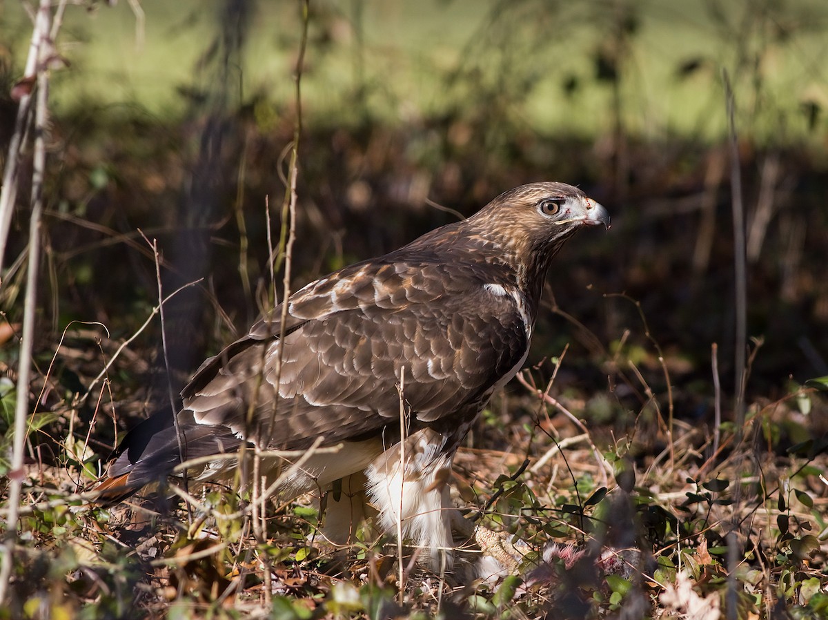 Краснохвостый канюк - ML646419777