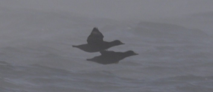 turpan žlutozobý - ML646419778