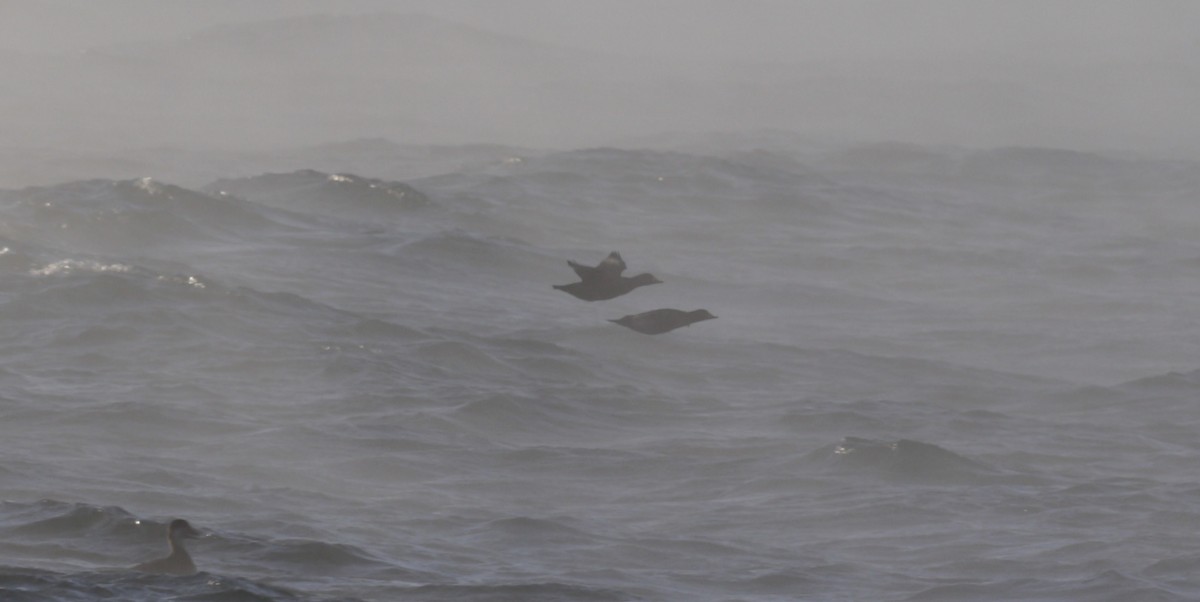 turpan žlutozobý - ML646419779