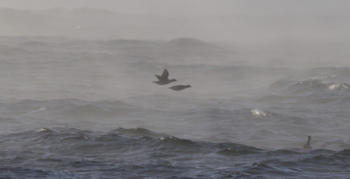 turpan žlutozobý - ML646419780