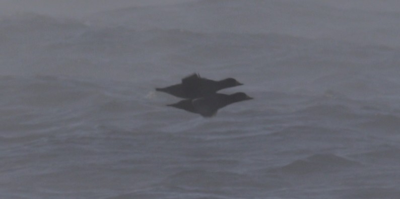 turpan žlutozobý - ML646419781