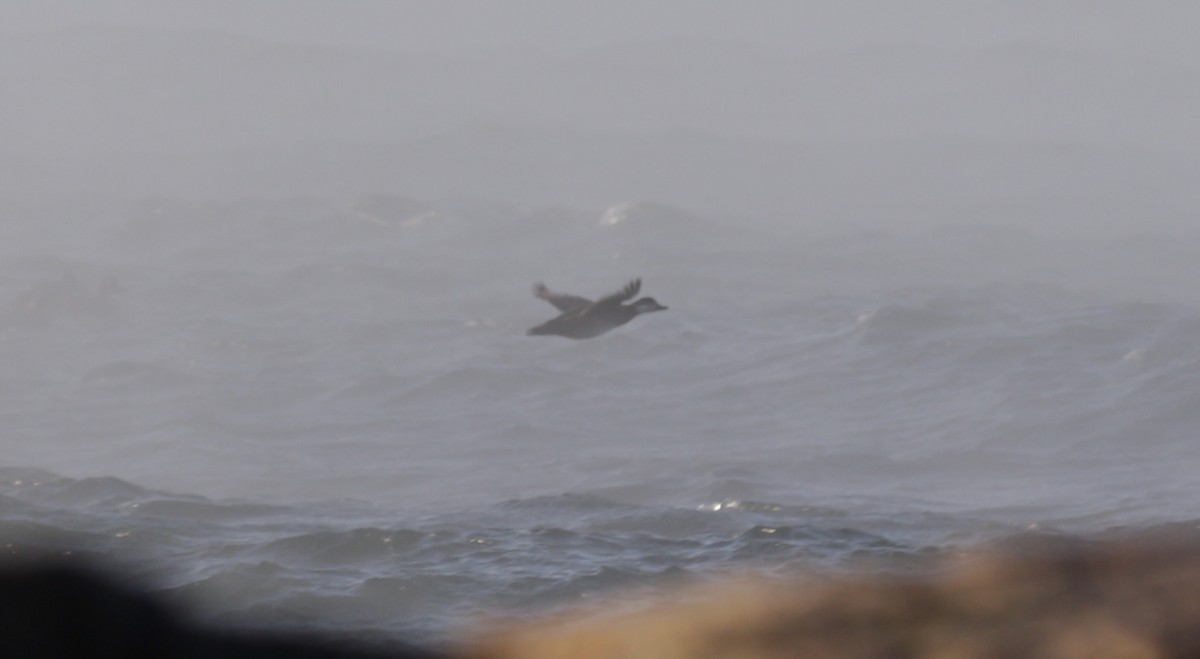 turpan žlutozobý - ML646419782