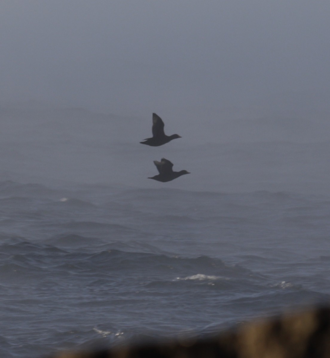 turpan žlutozobý - ML646419783