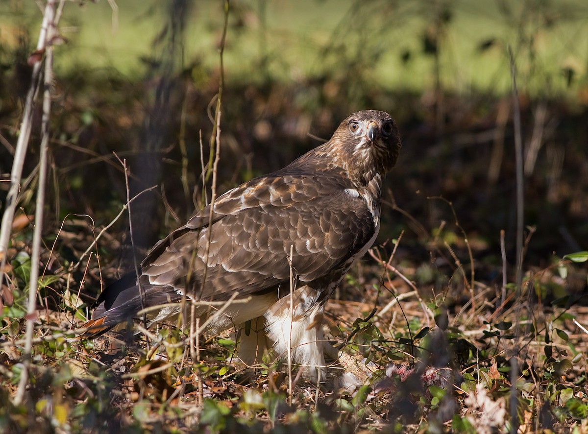 Краснохвостый канюк - ML646419785