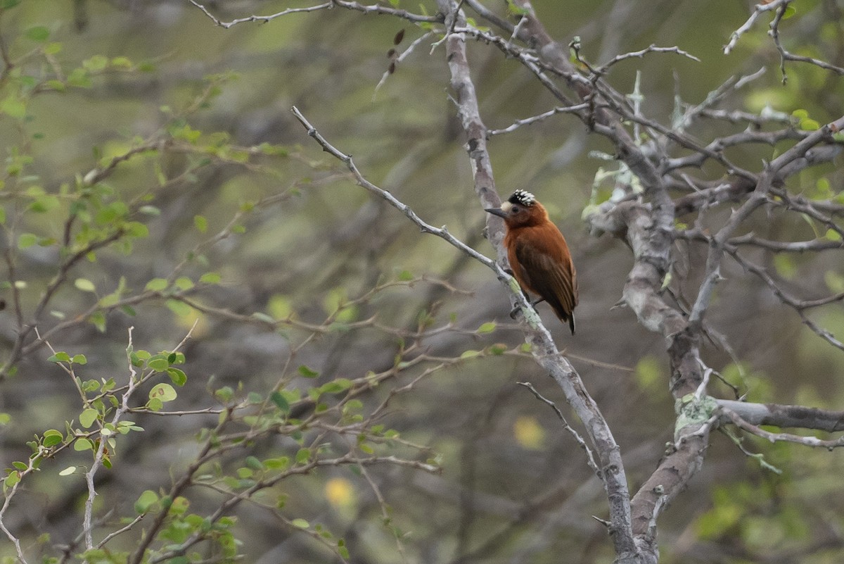 Chestnut Piculet - ML646419787