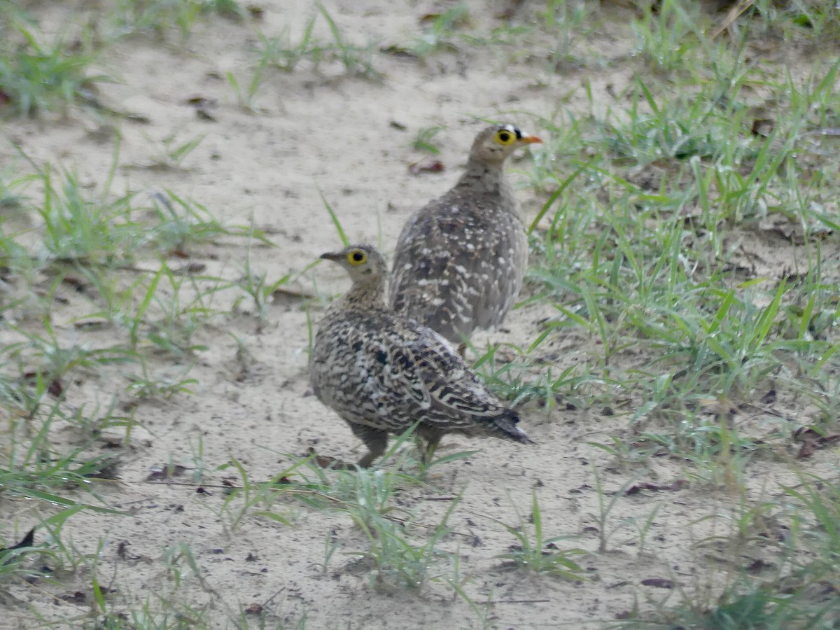 Double-banded Sandgrouse - ML646419788
