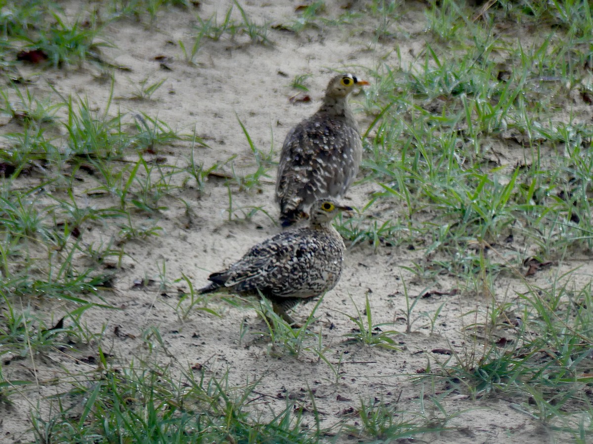 Double-banded Sandgrouse - ML646419790