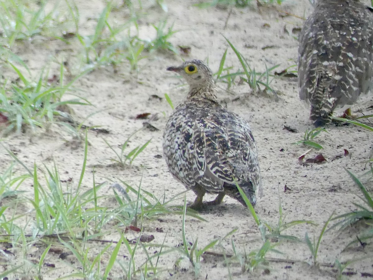 Double-banded Sandgrouse - ML646419791