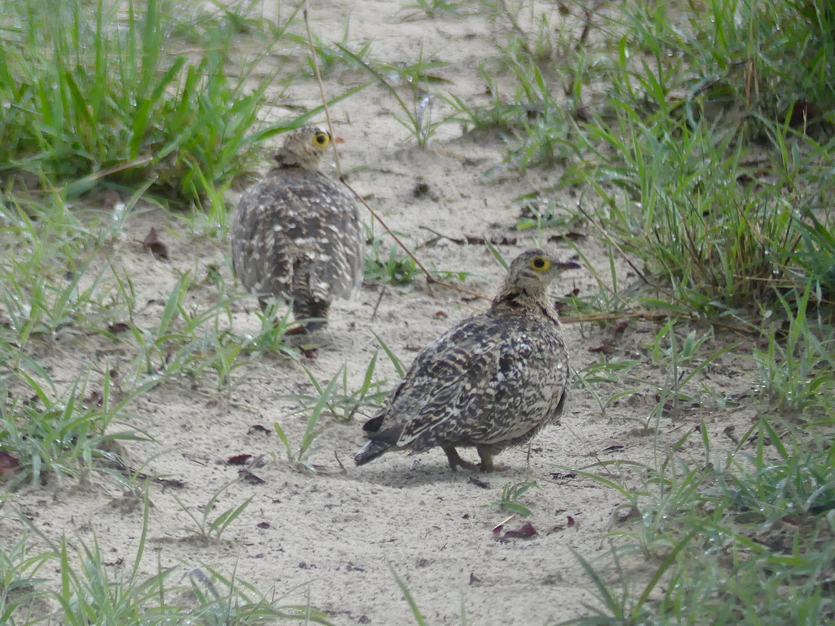 Double-banded Sandgrouse - ML646419792