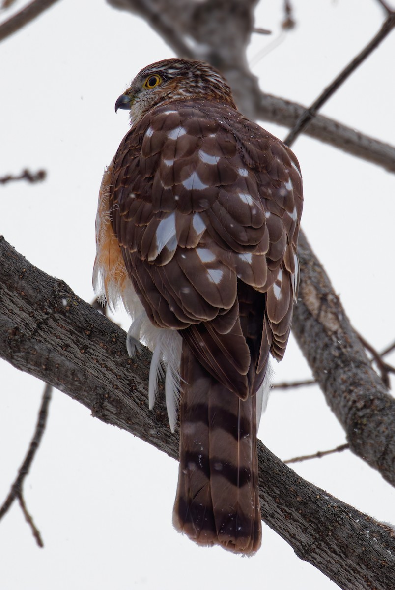 Sharp-shinned Hawk - ML646419794