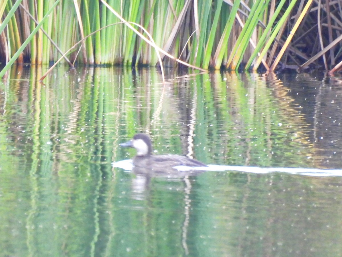 Black Scoter - ML646419795