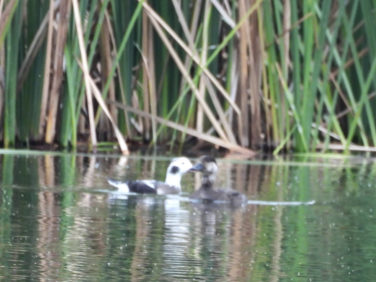 Black Scoter - ML646419796