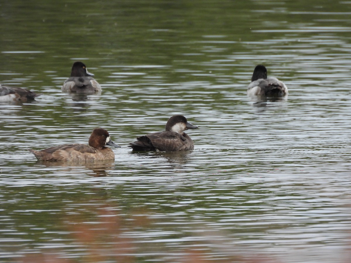 Black Scoter - ML646419797