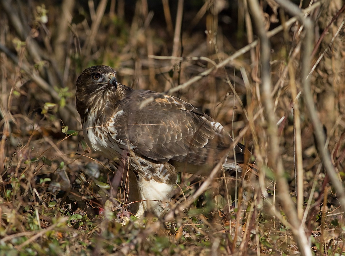 Краснохвостый канюк - ML646419798