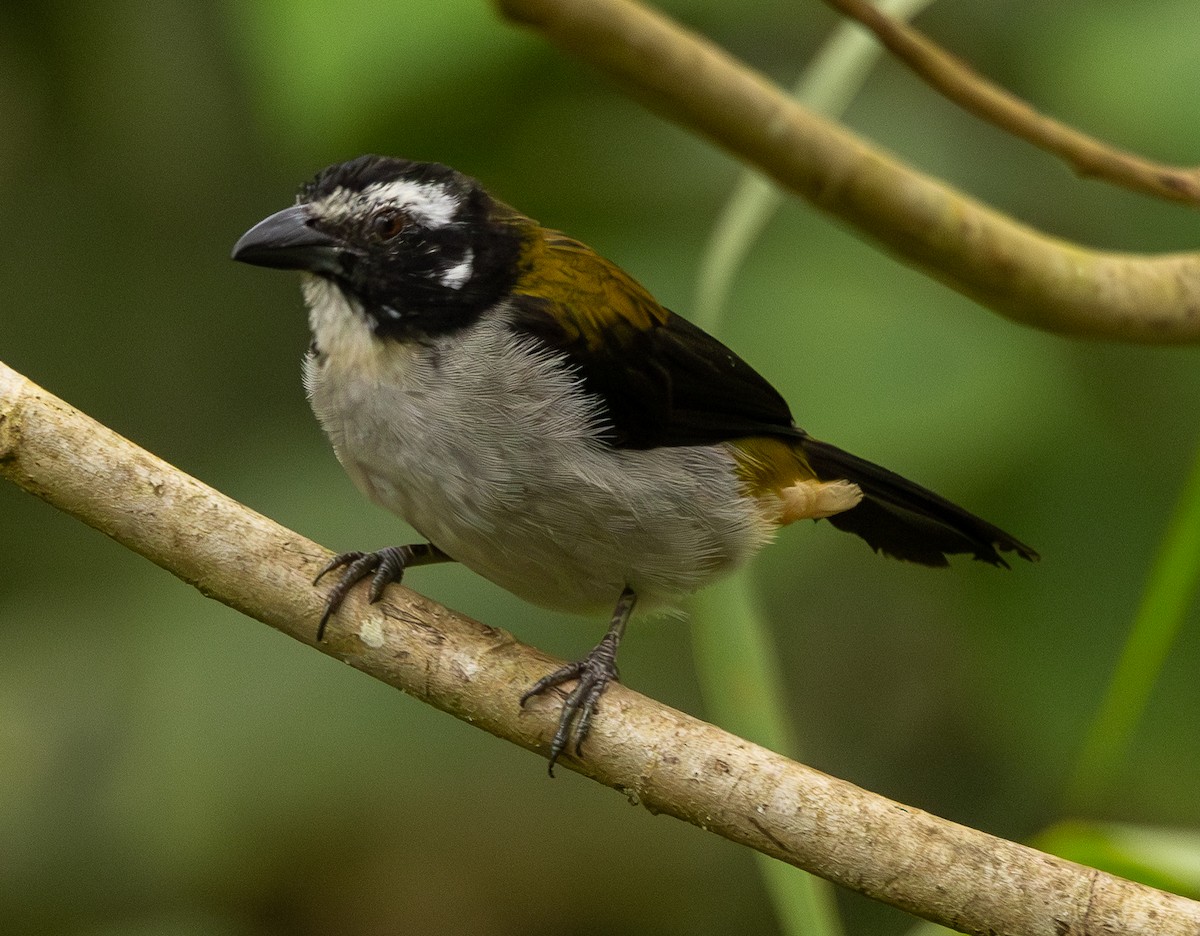 Black-winged Saltator - ML646419800