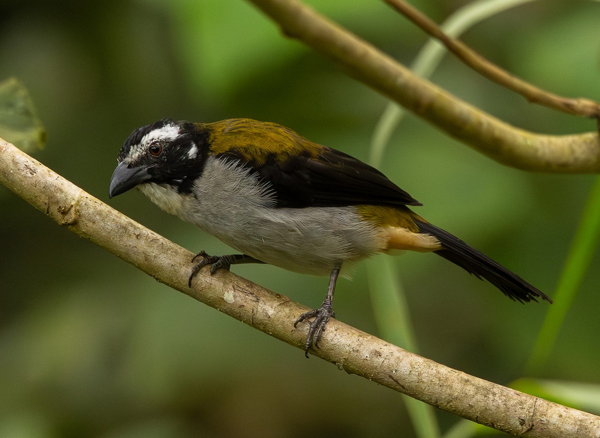 Black-winged Saltator - ML646419801