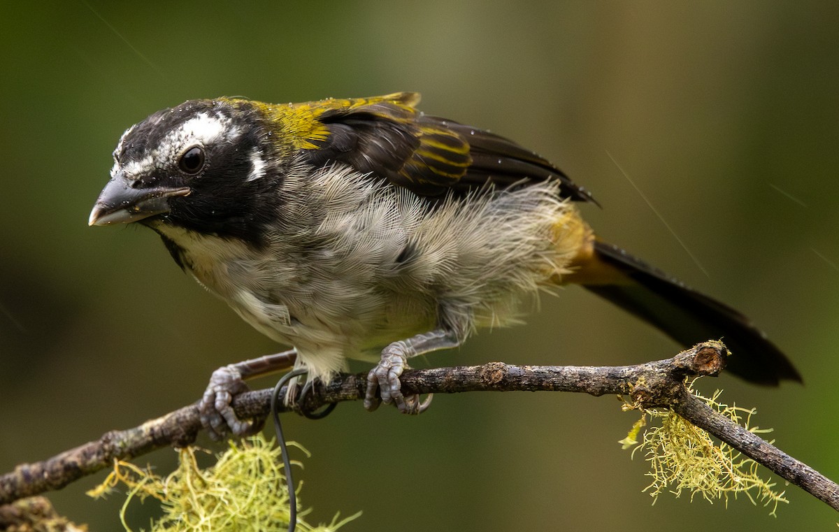 Black-winged Saltator - ML646419802