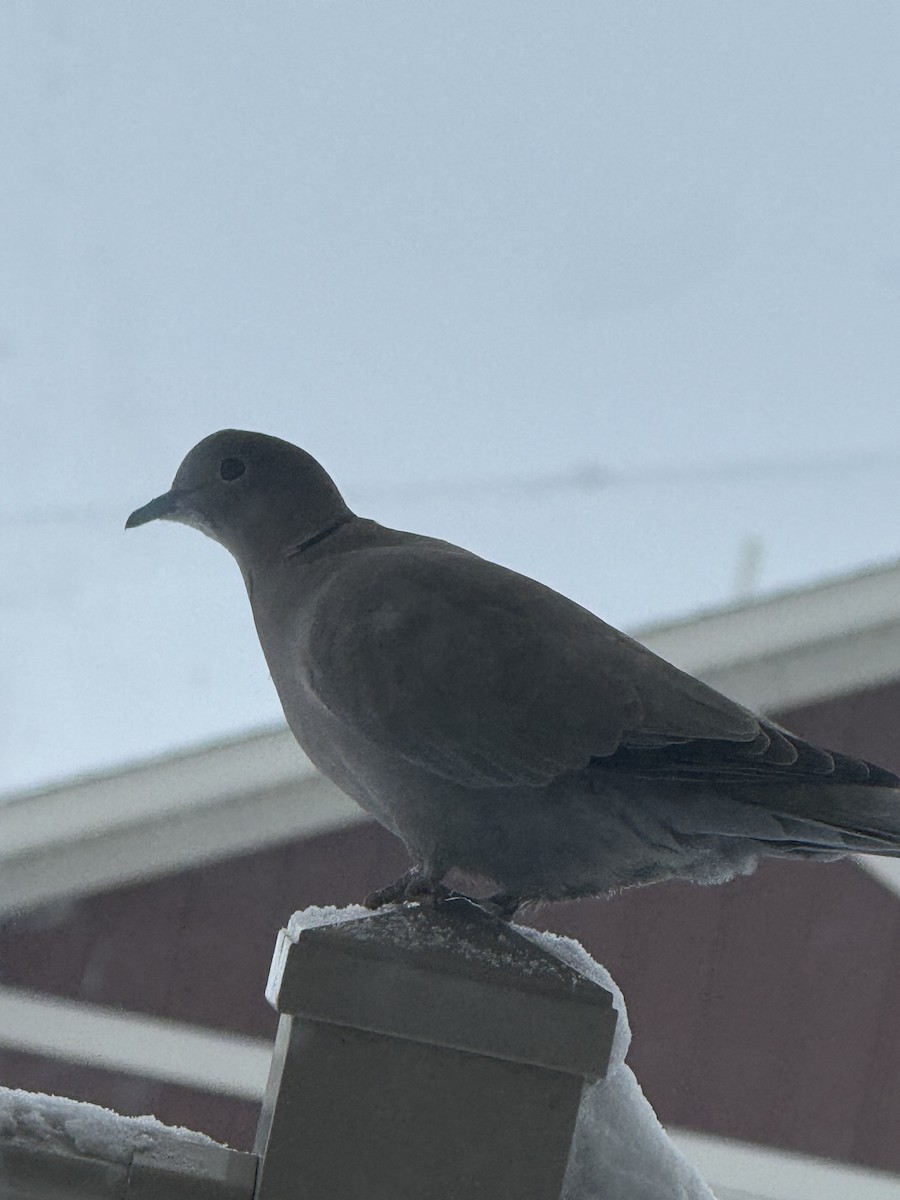 灰斑鳩 - ML646419803