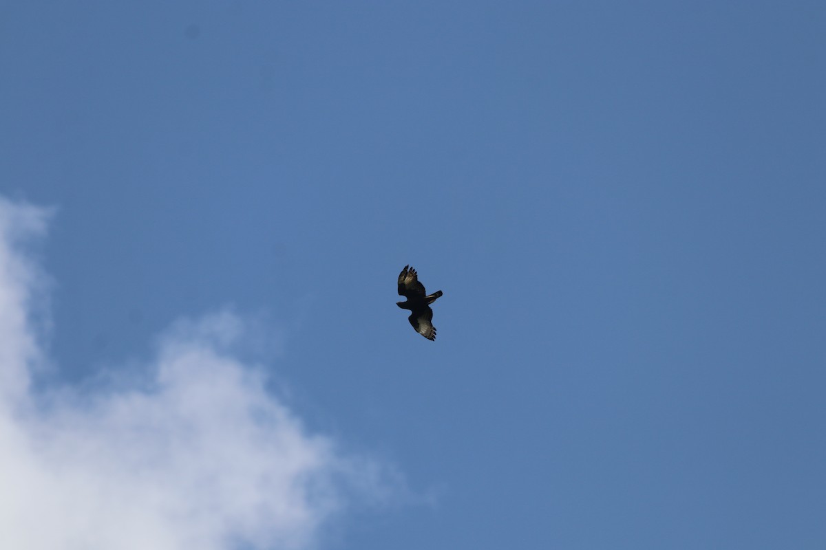 Long-crested Eagle - ML646419804