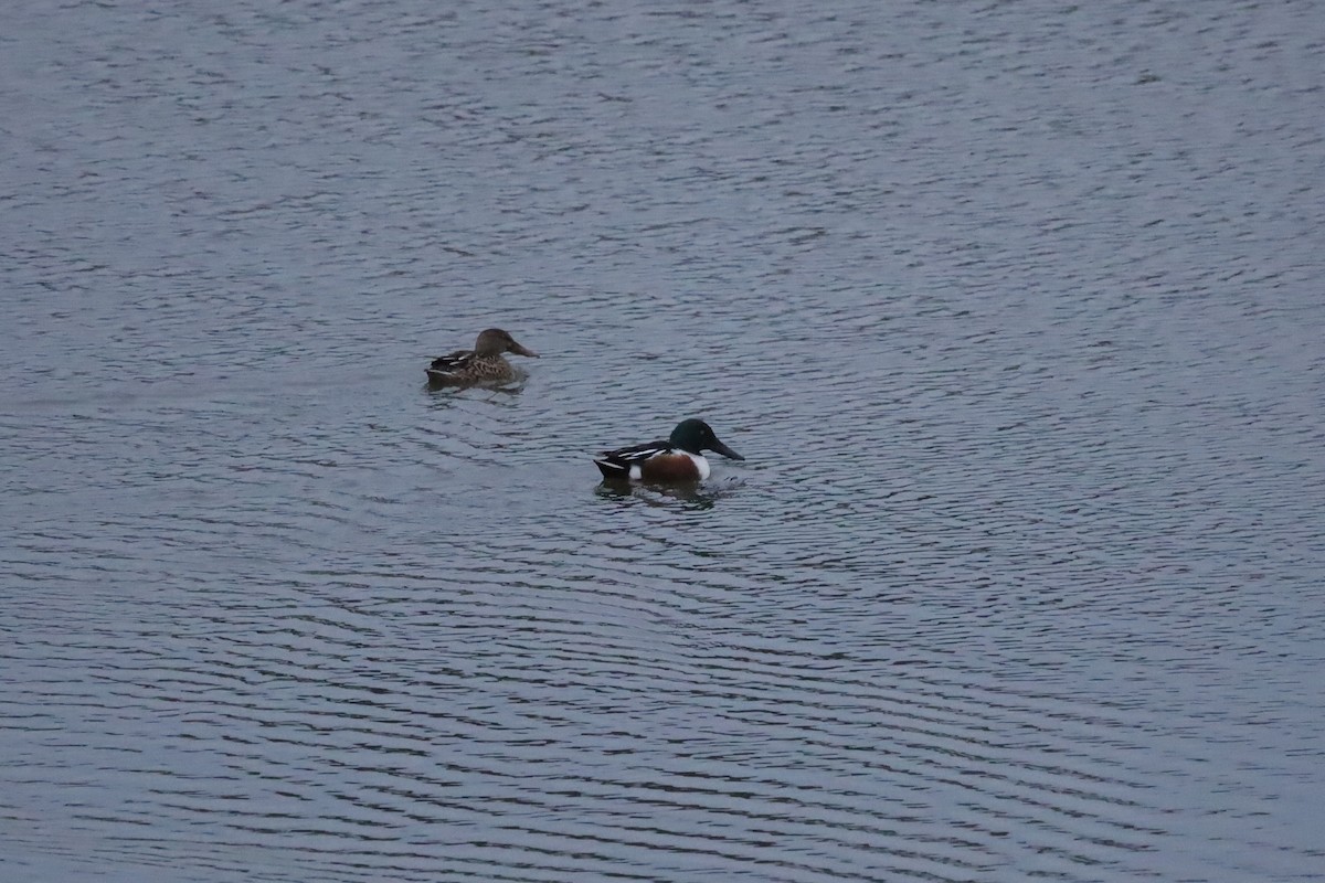 lžičák pestrý - ML646419806