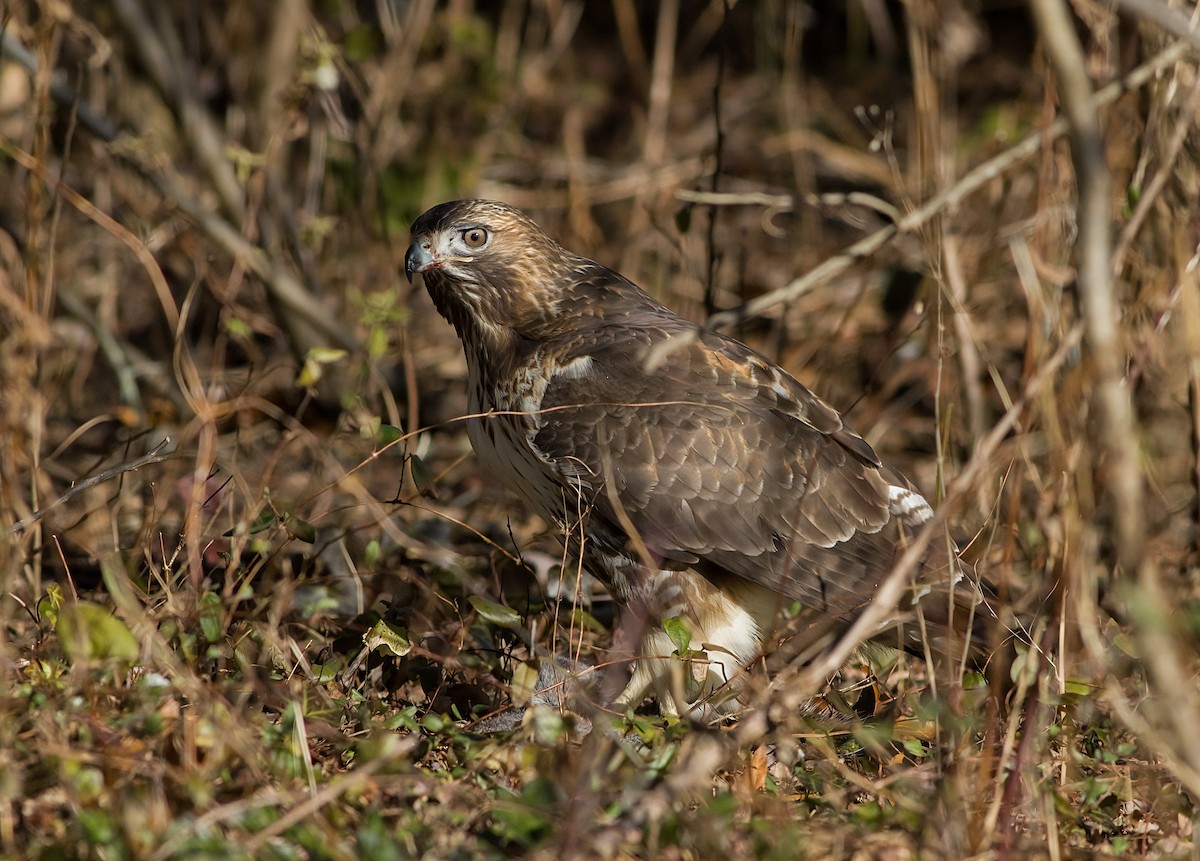 Краснохвостый канюк - ML646419807
