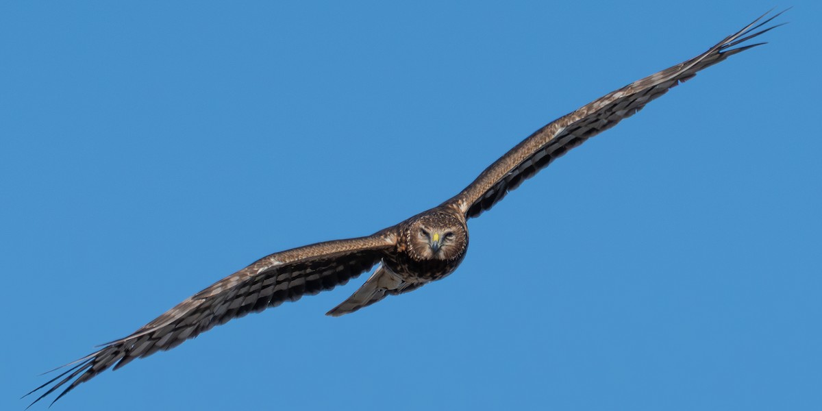 Northern Harrier - ML646419809