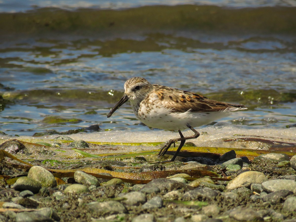 Western Sandpiper - ML64641981