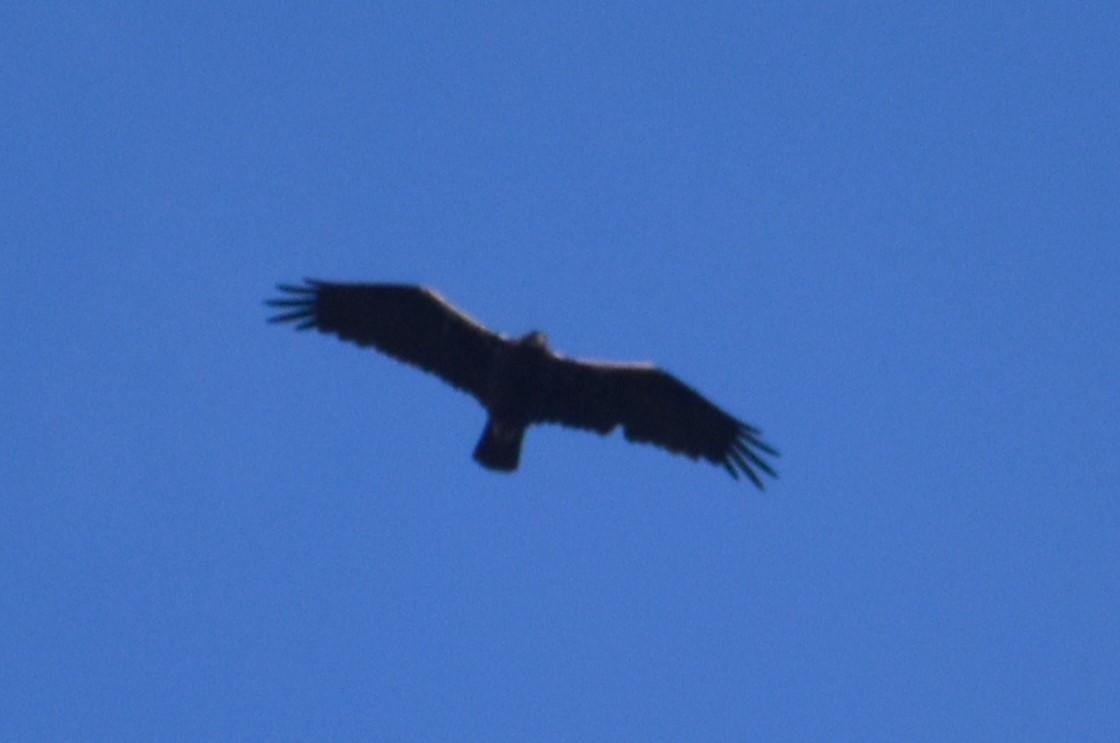 Spanish Eagle - ML646419811