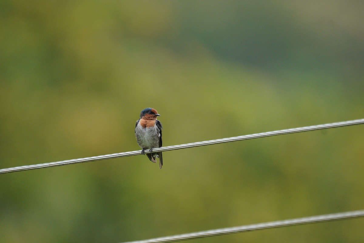 Hill Swallow - ML646419813