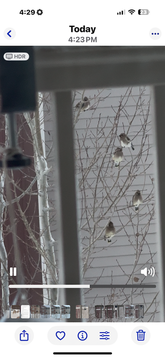 Bohemian Waxwing - ML646419814