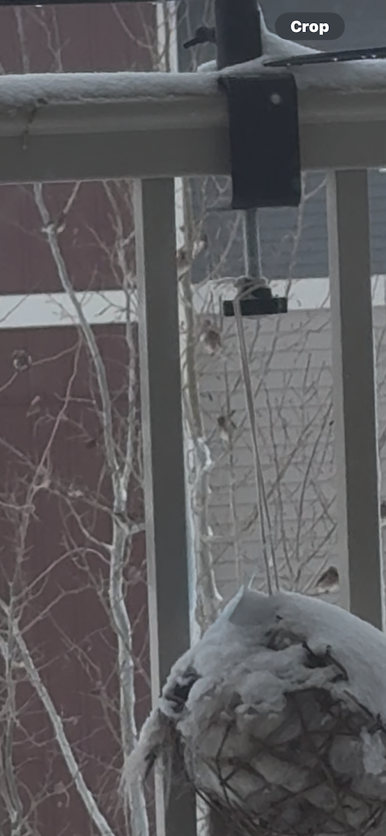 Bohemian Waxwing - ML646419815