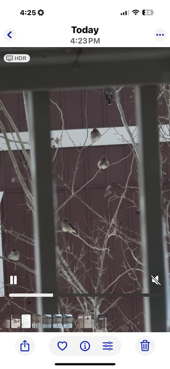 Bohemian Waxwing - ML646419816