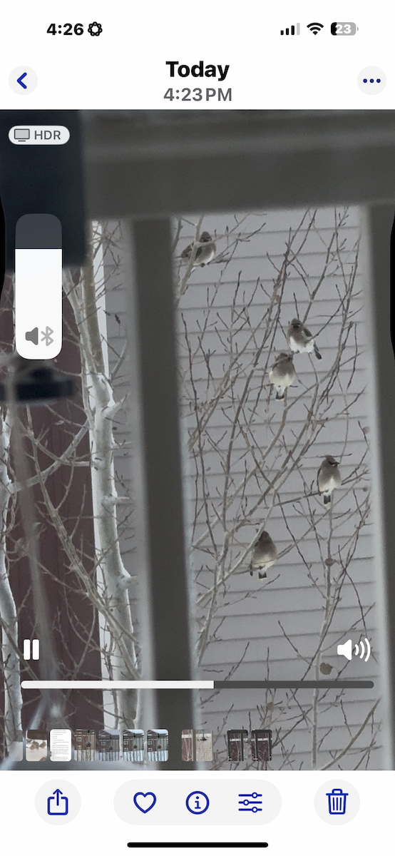 Bohemian Waxwing - ML646419817