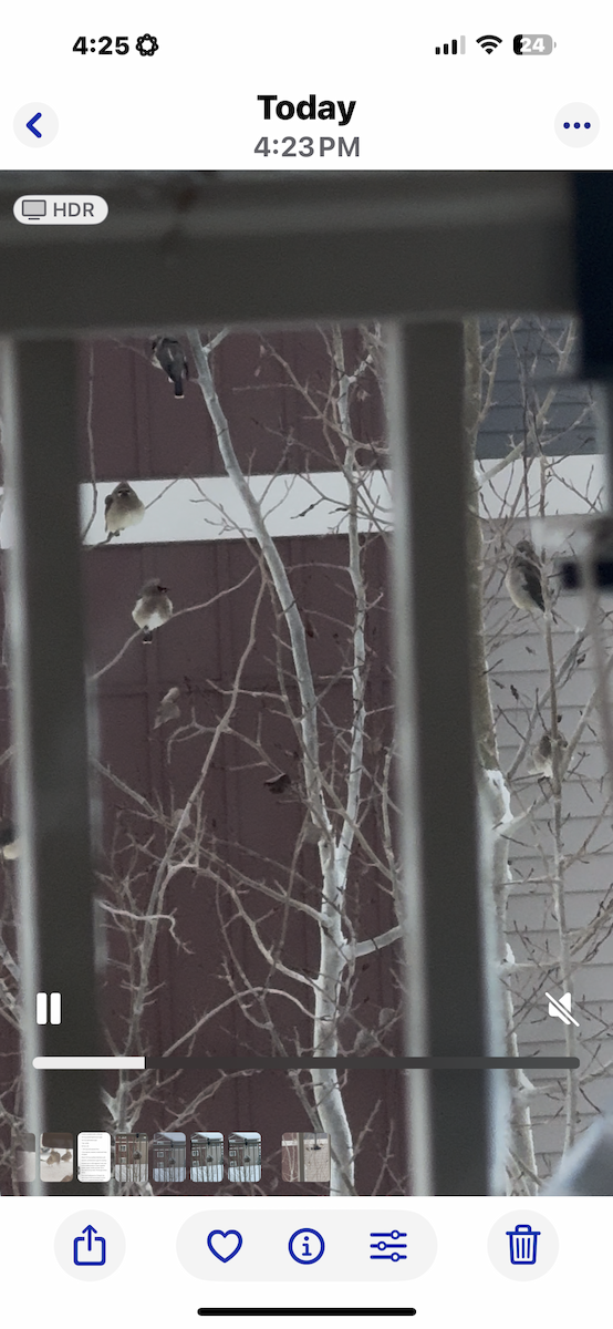 Bohemian Waxwing - ML646419818