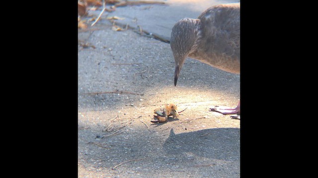 American Herring Gull - ML646419820