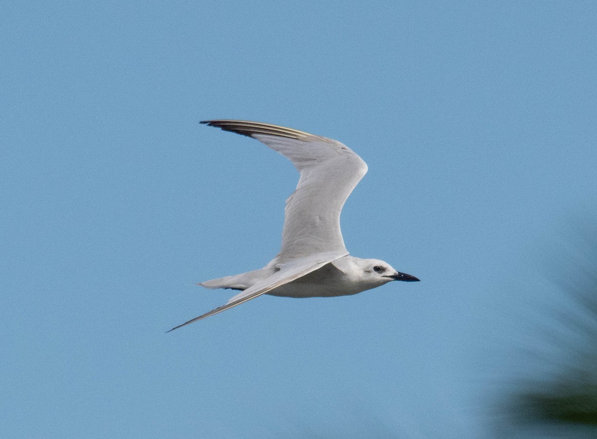 Gull-billed Tern - ML646419821