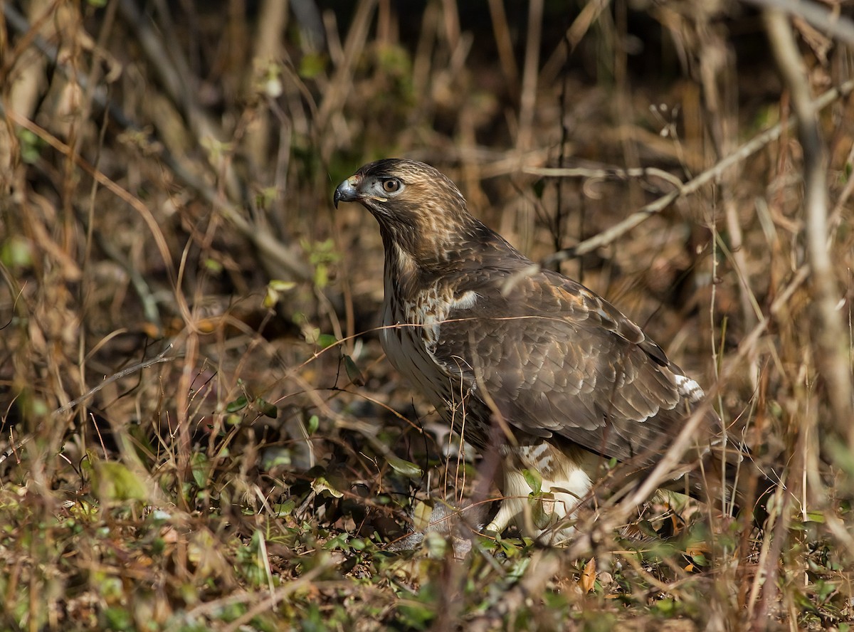 Краснохвостый канюк - ML646419823