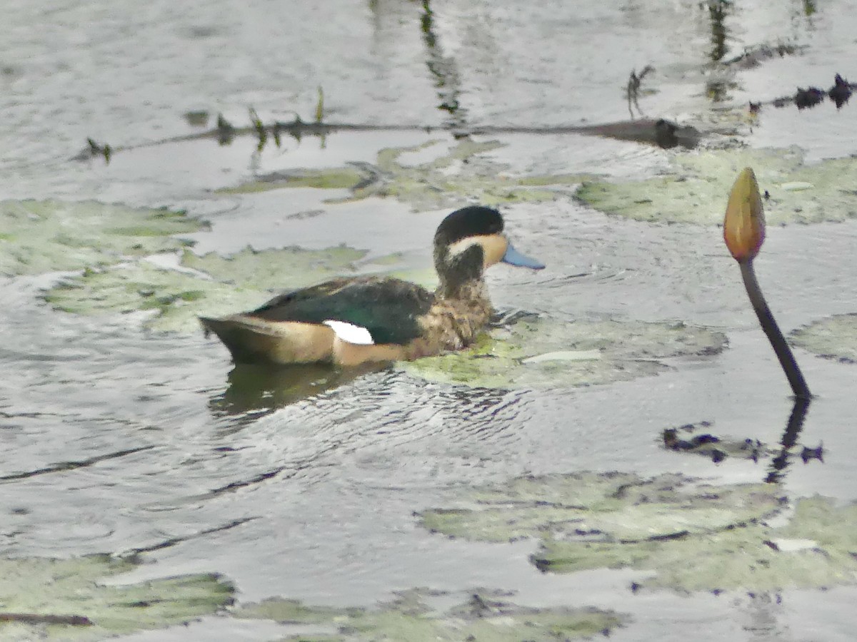 Blue-billed Teal - ML646419826